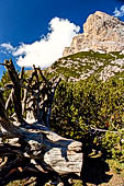Parco Naturale Fanes-Senes-Braies. Escursione al Rifugio Fanes. Nei pressi del Col Da Locia (2069 m).